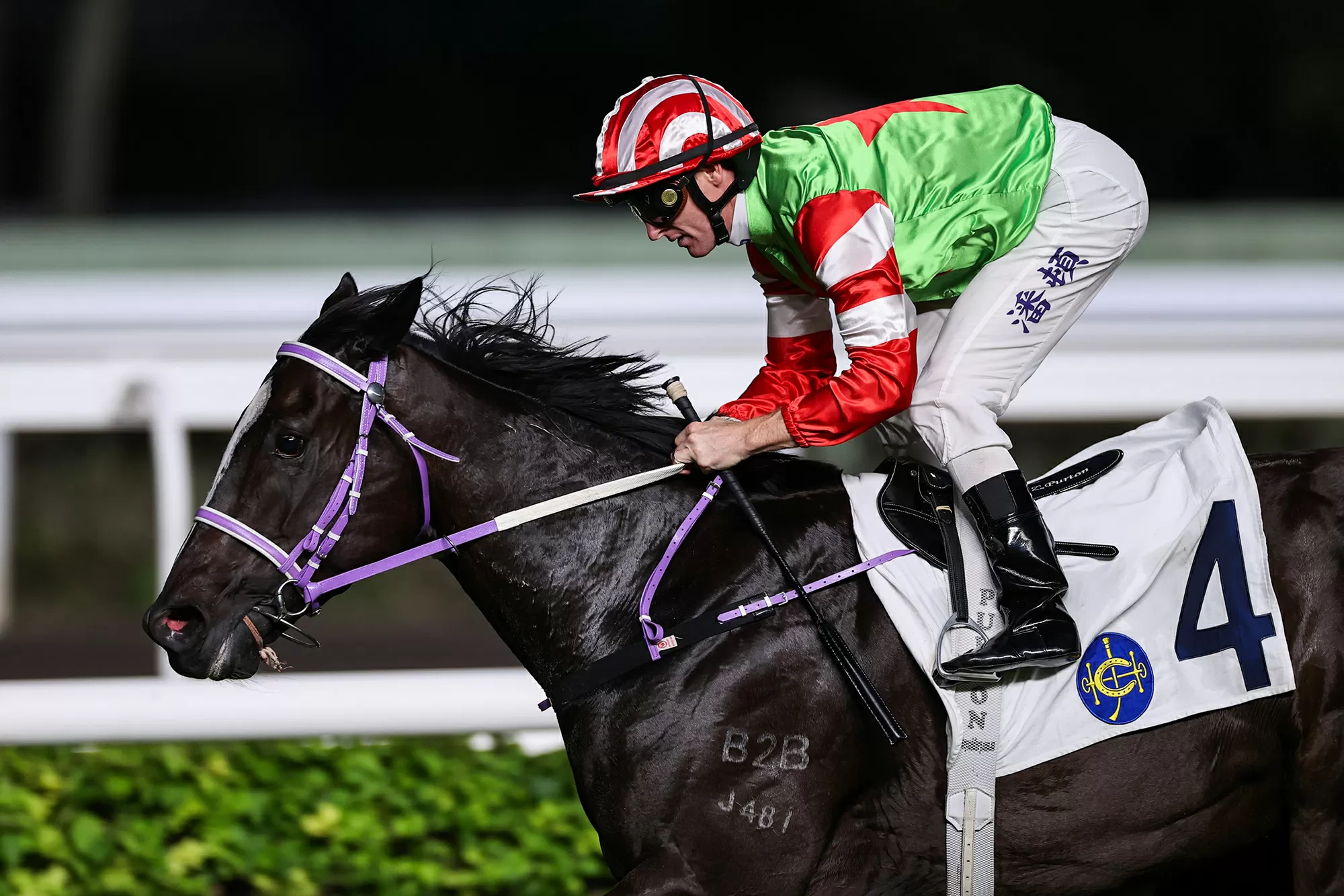 Back Dragon to rise to the Top in Year of the Horse Cup