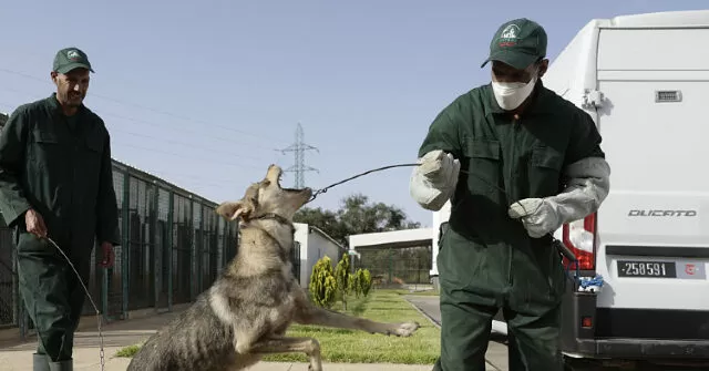 REPORT: Three Million Dogs to be Killed by Firing Squad Ahead of World Cup