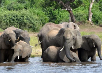 Botswana threat to send 20,000 elephants to Germany ‘not joke’
