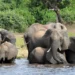 Botswana threat to send 20,000 elephants to Germany ‘not joke’