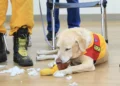 Dogs become heroes in Taiwan earthquake search efforts