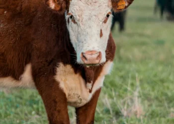 “The Power of Economics: Understanding the Allocation of Resources”