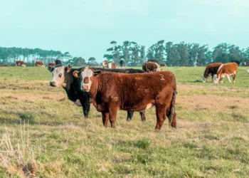 “The Transformative Power of Economía: A Growing Field”