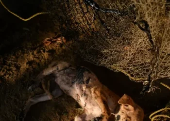 Venezuela’s Lake Maracaibo Teems with Oil-Covered Dead Animals Thanks to Socialist Mismanagement