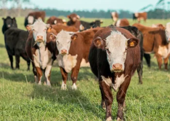 “Exploring the Fascinating World of Economía”