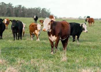 “The Power of Economía: Driving Growth and Development”