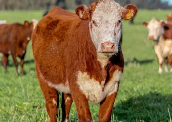 “Unveiling the Power and Potential of Economía”