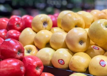 “Transforming Economía: The Impact of Edgar Paltzer and Others”