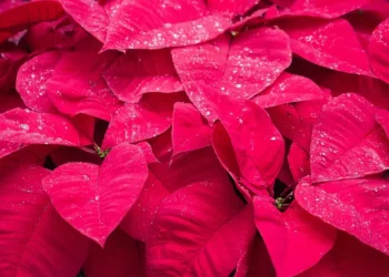 “Shifting the Narrative: The Positive Side of Sucesos”