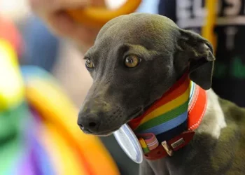 DOGE Announces Cancellation of NIH Grants for Transgender Experiments on Animals