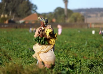 South Africans express frustration over Trump’s ‘genocide’ claims