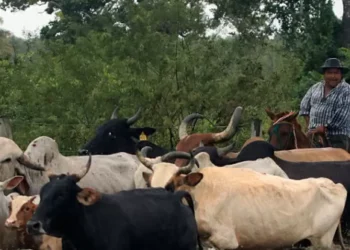 Catholic Priest Claims to Document Decade-Long Slave Labor Conditions at Volkswagen Ranch in Brazil