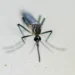 2 die, 8 infected with West Nile virus in Italy this year