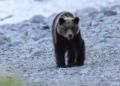 Bear snatches hiker on Japan’s Mt Rausu, sparks urgent search