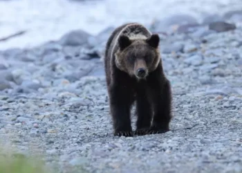 Bear snatches hiker on Japan’s Mt Rausu, sparks urgent search