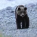 Bear snatches hiker on Japan’s Mt Rausu, sparks urgent search