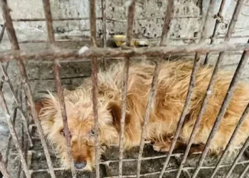 Exclusive — PETA Founder Urges Trump Admin to Tariff Donkey Gelatin, Dog Leather, and Other Horrors from China