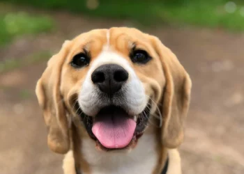 The increasing popularity of the ‘petnup’