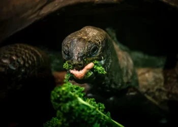 Diet advice: A guide to eating better and living longer